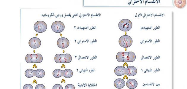 صورة مراحل الانقسام الخلوي