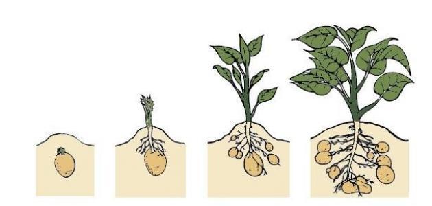 صورة بحث حول مراحل نمو النبات