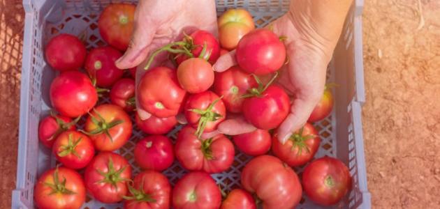 صورة وقت زراعة الطماطم