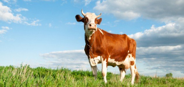 صورة كيفية علاج مرض جنون البقر