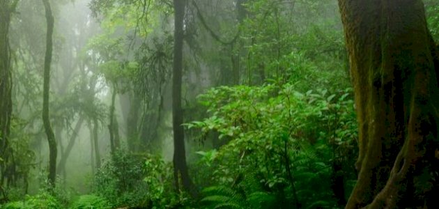 صورة الغابات الاستوائية المطيرة